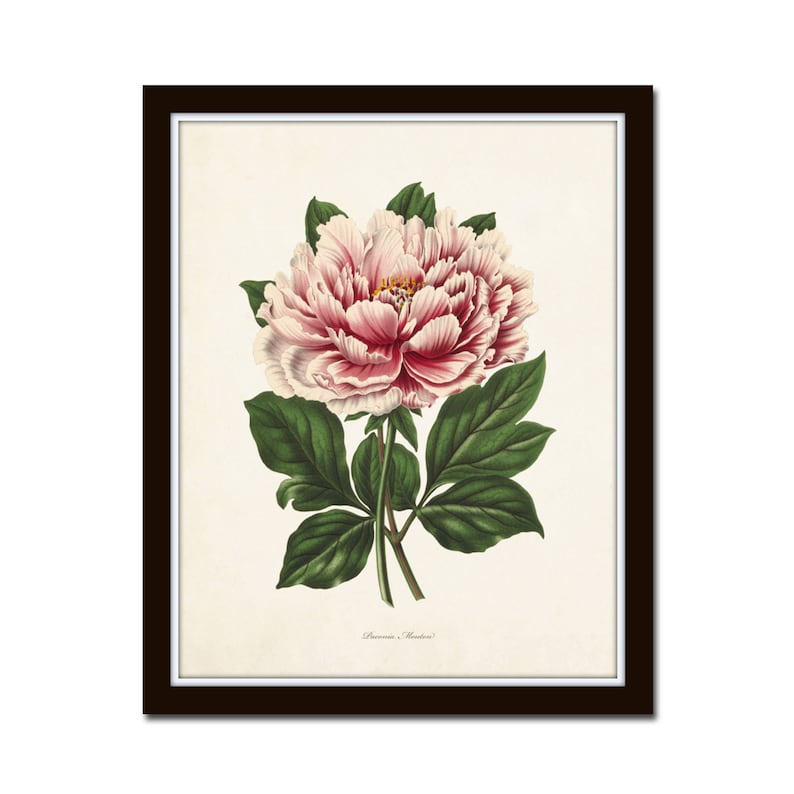 May include: A vintage botanical illustration of a pink and white peony flower with green leaves. The image is framed in a black frame and has the text "Paeonia Moutan" at the bottom.
