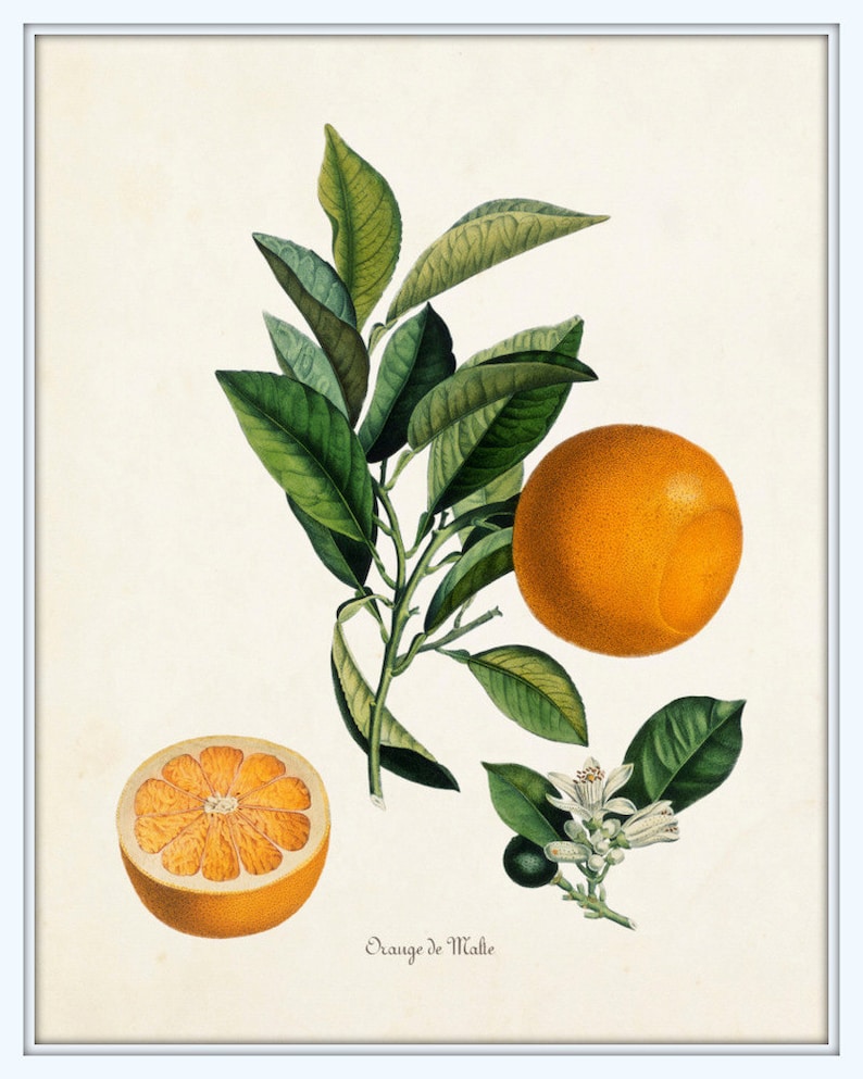 Vintage Citrus Orange Botanical Print Set, Citrus Prints, Vintage Fruit Prints, Kitchen Wall Decor, Kitchen Wall Art Bild 4