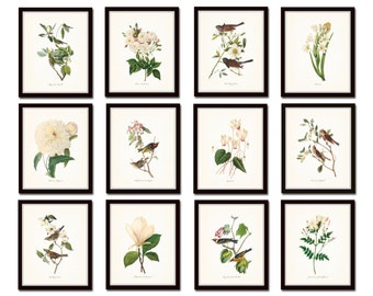 Bird and Botanical Print Set No. 10, Audubon Bird Prints, Botanical Prints, Redoute, White Flower Prints, Vintage Bird Prints, Art, Giclee