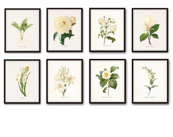 White Botanical Print Set No. 8, Botanical Print, Giclee, Art Print, Botanical Prints, Vintage Botanical, White Flower Prints, Rose, Peony