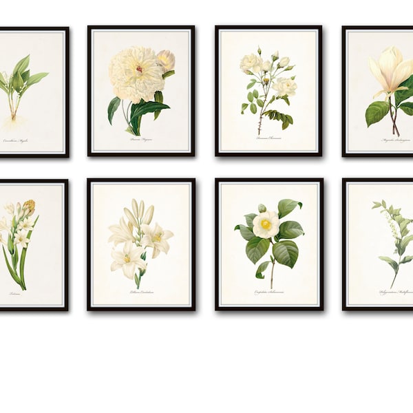 White Botanical Print Set No. 8, French Botanical, Giclee, Art Print, Botanical Prints, Vintage Botanical, White Flower Prints, Rose, Peony