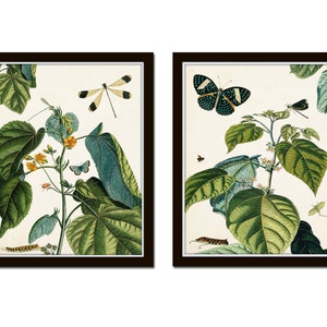 Nature Study Collage No. 23, Botanical Print Set, Collage, Giclee Print, Vintage Botanical, Butterfly Prints, Vintage Botanical, Wall Art