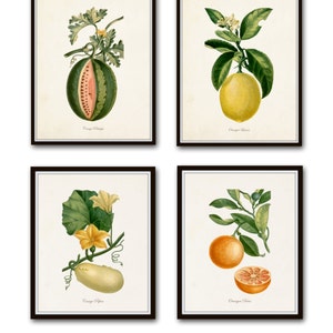 French Botanical Print Set No. 12, Giclee, Vintage Botanical, Kitchen Art, Antique Fruit Prints, Wall Art, Lemon Print, Citrus Prints