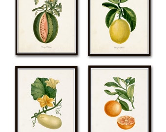 French Botanical Print Set No. 12, Giclee, Prints, Kitchen Art, Antique Botanical Prints, Fruit Prints, Wall Art, Lemon Print, Citrus Prints