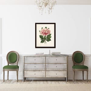 May include: A framed botanical illustration of a pink peony flower with green leaves. The illustration is displayed on a white wall above a dresser with two green chairs.