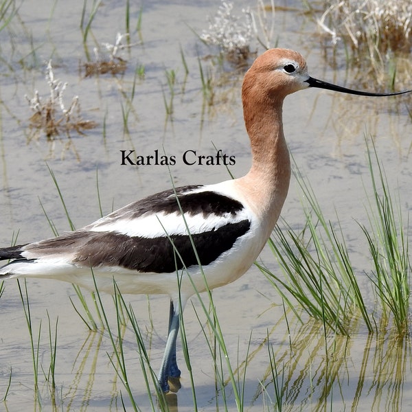 American Avocet, Water Fowl Picture, Wildlife Wall Art, Nature Photograph, Bird Wading in Water, Downloadable Photo, Bedroom Office Decor