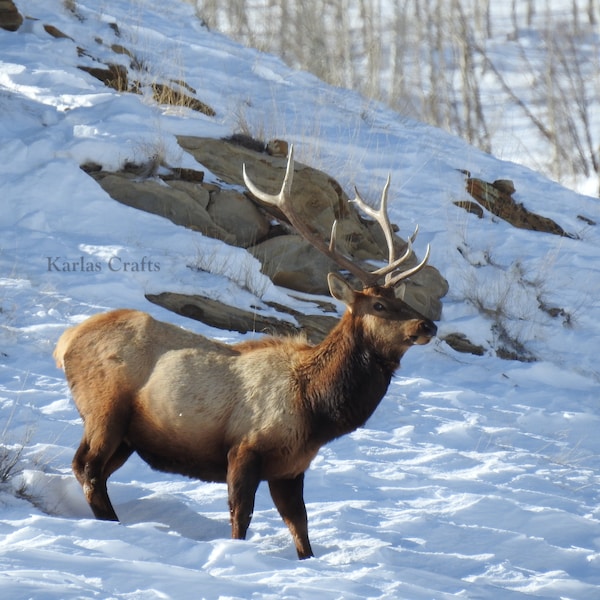 Photo of an Elk, Wildlife Photography, Downloadable Wall Art, Snow on a Mountain Picture, Fine Art Photograph, Mancave Cabin Bedroom Decor