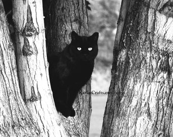 Black and White Cat Photo, Fine Art Pet Photography, Animal Picture, Wall Art, Downloadable Photograph, Bathroom Bedroom Decor