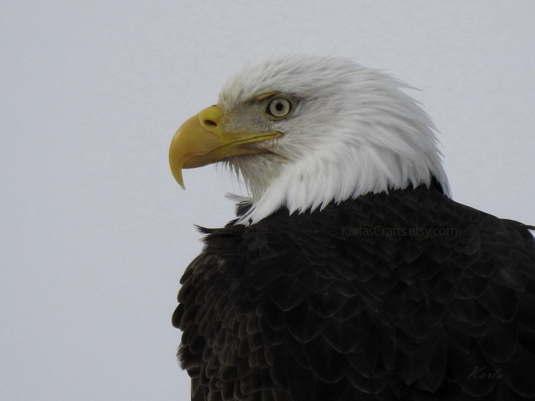 Bald Eagle, Side Profile Picture, Fine Art Photography, Wildlife Wall