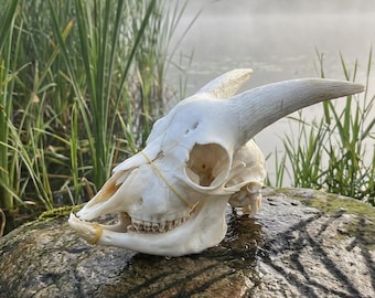 Real Goat Skull Specimen, Horned Animal Bone, Taxidermy Osteology Art, Pagan Altar Decor, Vulture Culture, Oddities Curiosity Cabinet