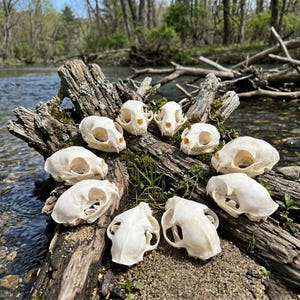 Spécimen de véritable crâne de lynx roux, source éthique, décor gothique, étude ostéologique (environ 3,5 pouces)