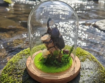 Real Rhinoceros Beetle in Glass Dome  | Insect Taxidermy Habitat | Beetle on Wood Branch | Entomology Art | Museum Display | Ready to Decor