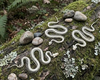 Real Snake Skeleton | Articulated Serpent Bones | Taxidermy Oddities | Gothic Home Decor | Witchy Altar Tool | Osteology Art