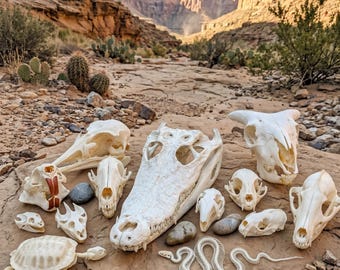 Real Animal Skulls Taxidermy Collection  | Bone Art Supply | Vulture Culture Decor | Science Education & Decor| Ethically Sourced