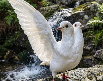 Real Large Two-Headed White Pigeon Taxidermy (11-12") | Single Wing Spread | Albino Rock Dove | Biblically Accurate Angel