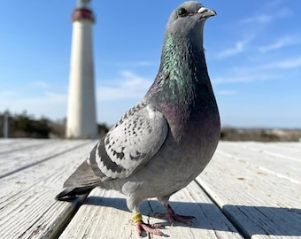 Real Gray Pigeon Taxidermy  | Rock Pigeon Bird Mount | Iridescent Neck Feathers | Urban Gothic Decor | The Concrete Sentinel