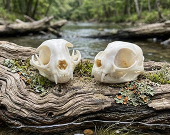 Real Bobcat Skull Specimen, Ethically Sourced, Gothic Decor, Osteology Study (Approx. 3.5 ins)