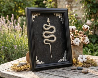 Real Snake Skeleton in Frame, Framed Serpent Bone Specimen, Gothic Home Decor, Rogue Taxidermy Art, Unique Oddity Gift,vulture culture.