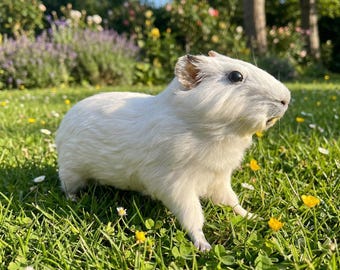Real Guinea Pig Specimen, Cute Cavy Taxidermy Mount, White or Brown Fluffy Pet Art, Cottagecore Room Decor, Oddities Curiosity Cabinet, Gift