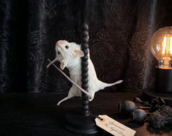 Real Mouse Taxidermy, White Mouse Specimen, Rogue Taxidermy Oddity, Curiosity Cabinet Art, Dark Academia Decor, Taxidermy Animal