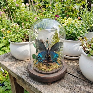 May include: A butterfly with striking blue and black wings, preserved under a glass dome. The display includes moss and is set on a dark wooden base. The background shows potted plants, creating a natural aesthetic.