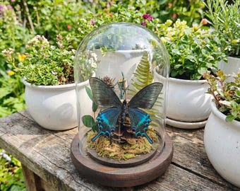 Real Butterfly Taxidermy in Glass Dome, Butterfly Specimen Jar, Oddities Curiosity Cabinet Decor
