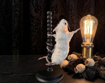 Real Mouse Taxidermy, Anthropomorphic White Mouse Specimen, Curiosity Cabinet Oddity, Funny Desk Gift, Rogue Taxidermy, Goth Room Decor