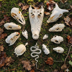 May include: An assortment of animal skulls and skeletal remains, including a crocodile skull, a turtle, and a snake skeleton, displayed on green moss and fallen leaves. The skulls are various sizes and shapes, with a natural, off-white hue.