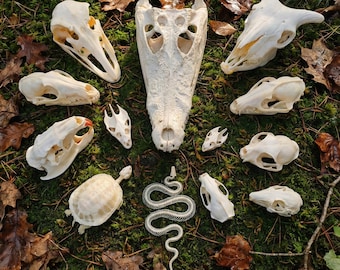 Real Animal Skulls Taxidermy Collection  | Bone Art Supply | Vulture Culture Decor | Science Education & Decor| Ethically Sourced