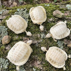 Puede incluir: Cinco pequeñas figuras de tortugas blanquecinas dispuestas sobre un tronco cubierto de musgo. Las tortugas presentan patrones detallados en el caparazón y cabezas, patas y colas visibles. El entorno natural incluye pequeñas rocas y musgo verde.