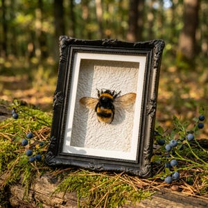 Ram för riktig humla-taxidermi, 2 stilar, inramat biexemplar, entomologisk insektskonst, Cottagecore-dekor, mörka akademiska kuriositeter