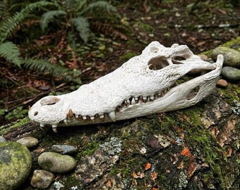 Real Alligator Head Taxidermy | Genuine Alligator Specimen | Prehistoric Reptile Art | Swamp Gothic Decor | Vulture Culture Oddities