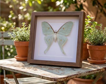Real Framed Luna Moth Specimen, Actias Luna Taxidermy, Fairycore Room Decor, Cottagecore Wall Art, Entomology Shadow Box, Nature Lover Gift