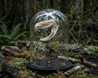 Real Cobra Skull in Glass Dome, Snake Bone Display, Curiosity Cabinet Oddities, Vulture Culture Taxidermy, Dark Academia Decor Art