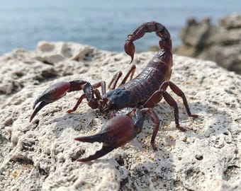 Real Two Headed Emperor Scorpion Specimen, Double Head Arachnid Taxidermy, Bug Insect Mount, Rogue Taxidermy Art, Oddities Curiosity Cabinet