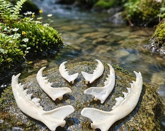 Authentic Animal Jawbone Set, Real Fox Feline Mink Lower Jaw Specimen, Osteology Bone Art, Curiosity Cabinet, Pagan Altar, Vulture Culture