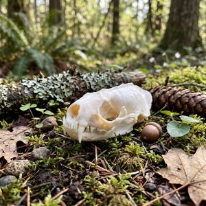 Op de afbeelding: Een kleine, gebroken witte dierenschedel met zichtbare tanden en oogkassen ligt op een bedje van groene mos, omringd door een dennenappel, een eikel en gevallen bladeren. De schedel is het middelpunt, tegen een vage bosachtergrond.