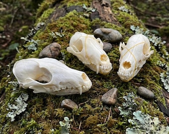 Real Gray Fox Skull | Bleached Urocyon Specimen, Complete Dentition