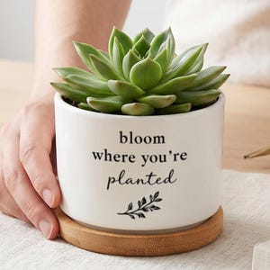 May include: A white cylindrical ceramic planter containing a green succulent plant. The planter features the black printed text "bloom where you're planted" above a small leaf illustration. It sits on a circular light brown wooden saucer base.