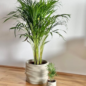 Könnte beinhalten: Zwei Areca-Palmen in strukturierten, beigefarbenen Keramiktöpfen. Die größere Pflanze hat lange, grüne, federartige Wedel. Die kleinere Pflanze ist eine Miniaturversion. Die Töpfe stehen auf einem Holzboden vor einer weißen Wand. Dekorative Wohnkultur.