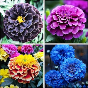 May include: A collage of four vibrant marigold flowers. The top left features a dark purple bloom with yellow center. The top right shows a bright purple flower. The bottom left displays a yellow and red flower. The bottom right shows blue flowers.