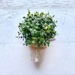 May include: A small potted plant with green leaves in a brown pot against a white wood background.