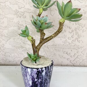 May include: A potted succulent plant with multiple green leaves and a brown stem. The pot is purple and white with a marbled design.