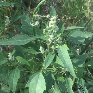 Atriplex patula-100 frön