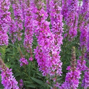 Könnte beinhalten: Ein lebendiges Bild von lila Weiderichblüten in voller Blüte. Die hohen, schlanken Blütenstände sind dicht mit kleinen, magenta-farbenen Blüten gefüllt. Grünes Laub bietet einen üppigen Hintergrund und erzeugt einen auffälligen Kontrast zu den hellen Blüten.