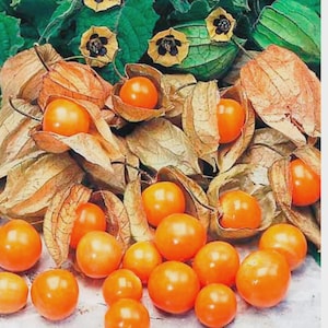 Könnte beinhalten: Nahaufnahme von Kapstachelbeeren, auch bekannt als Physalis peruviana, mit leuchtend orangefarbenen Früchten. Die Früchte befinden sich in papierartigen Hüllen, umgeben von getrockneten, beigefarbenen Blättern und grünem Laub. Das Bild zeigt die natürlichen Farben und Texturen der Pflanze.