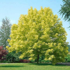 Può includere: Un albero di grandi dimensioni con foglie giallo-verdi vibranti, su uno sfondo di cielo blu limpido. La chioma completa dell'albero è il punto focale, con un tronco marrone ed erba verde in primo piano. Altri alberi e fogliame sono visibili sullo sfondo.