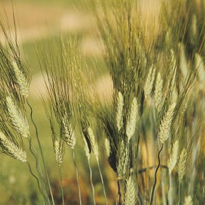 May include: A close-up shot of wheat in a field. The image features several wheat stalks with long, thin, green leaves and golden-yellow seed heads. The background is a soft, blurred mix of green and yellow.