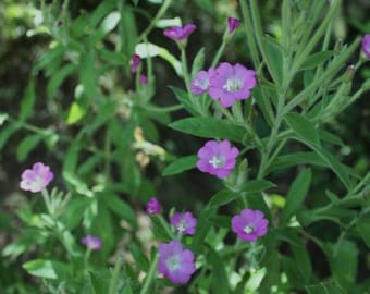 Epilobium parviflorum - 250 semi