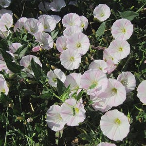 May include: A cluster of delicate white flowers with soft pink stripes radiating from the center. The flowers are surrounded by green leaves and stems, creating a natural, floral arrangement.